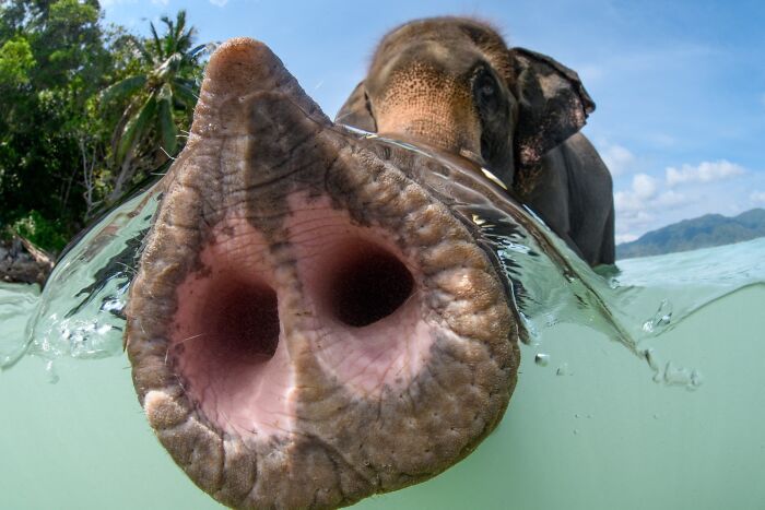 113 Of The Funniest And Most Ridiculous Animal Photos Ever Shared 113 Of The Funniest And Most Ridiculous Animal Photos Ever Shared
