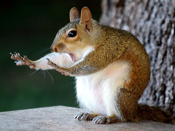 113 Of The Funniest And Most Ridiculous Animal Photos Ever Shared 113 Of The Funniest And Most Ridiculous Animal Photos Ever Shared