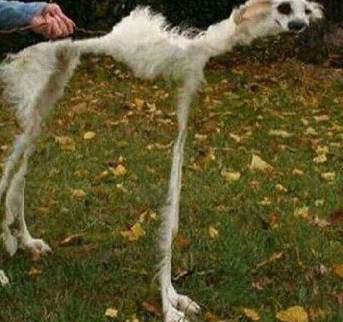 113 Of The Funniest And Most Ridiculous Animal Photos Ever Shared 113 Of The Funniest And Most Ridiculous Animal Photos Ever Shared