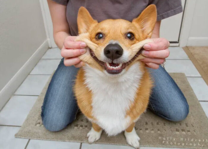 113 Of The Funniest And Most Ridiculous Animal Photos Ever Shared 113 Of The Funniest And Most Ridiculous Animal Photos Ever Shared