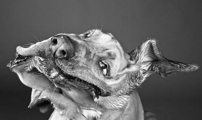 113 Of The Funniest And Most Ridiculous Animal Photos Ever Shared 113 Of The Funniest And Most Ridiculous Animal Photos Ever Shared
