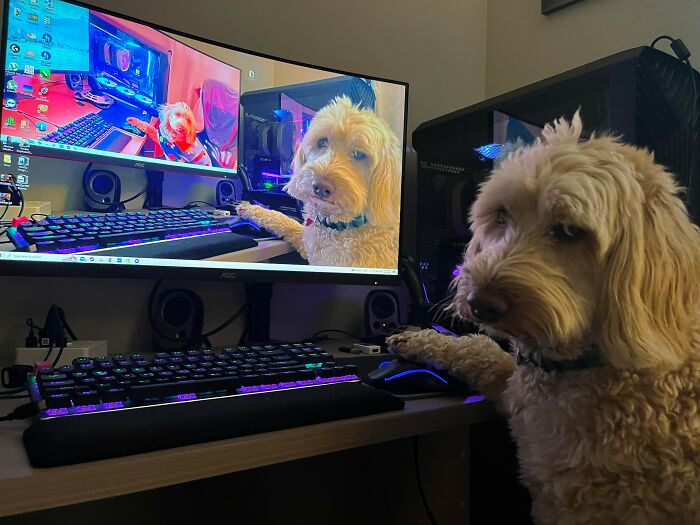 113 Of The Funniest And Most Ridiculous Animal Photos Ever Shared 113 Of The Funniest And Most Ridiculous Animal Photos Ever Shared