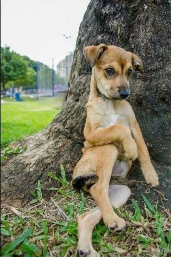 113 Of The Funniest And Most Ridiculous Animal Photos Ever Shared 113 Of The Funniest And Most Ridiculous Animal Photos Ever Shared