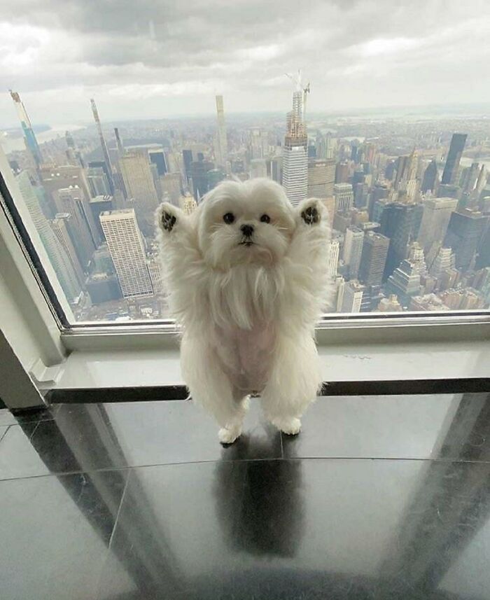 113 Of The Funniest And Most Ridiculous Animal Photos Ever Shared 113 Of The Funniest And Most Ridiculous Animal Photos Ever Shared