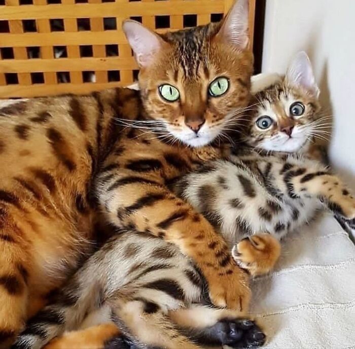 113 Of The Funniest And Most Ridiculous Animal Photos Ever Shared 113 Of The Funniest And Most Ridiculous Animal Photos Ever Shared
