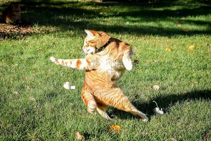 113 Of The Funniest And Most Ridiculous Animal Photos Ever Shared 113 Of The Funniest And Most Ridiculous Animal Photos Ever Shared