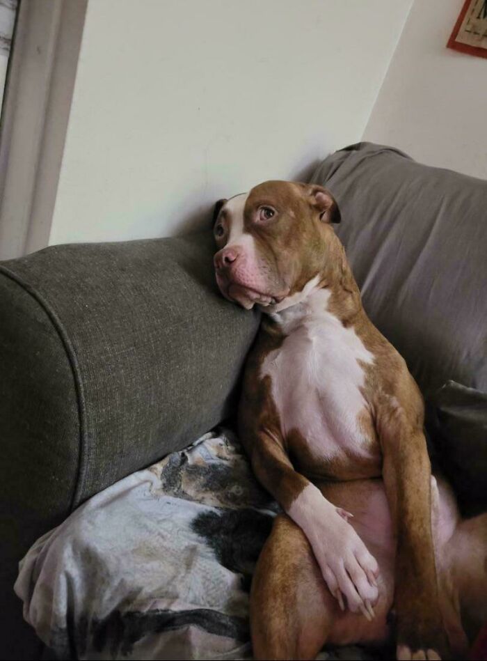 113 Of The Funniest And Most Ridiculous Animal Photos Ever Shared 113 Of The Funniest And Most Ridiculous Animal Photos Ever Shared