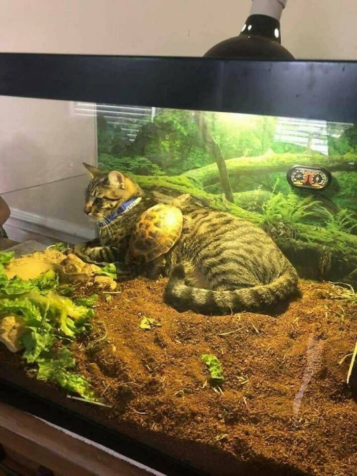 113 Of The Funniest And Most Ridiculous Animal Photos Ever Shared 113 Of The Funniest And Most Ridiculous Animal Photos Ever Shared
