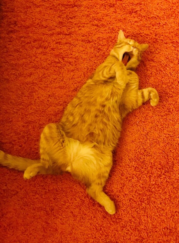 113 Of The Funniest And Most Ridiculous Animal Photos Ever Shared 113 Of The Funniest And Most Ridiculous Animal Photos Ever Shared