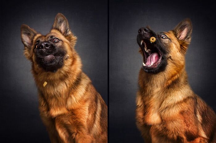 113 Of The Funniest And Most Ridiculous Animal Photos Ever Shared 113 Of The Funniest And Most Ridiculous Animal Photos Ever Shared