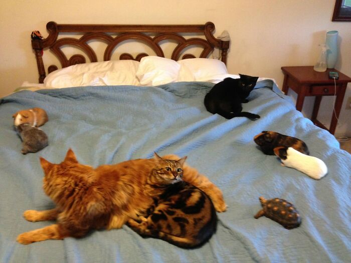 113 Of The Funniest And Most Ridiculous Animal Photos Ever Shared 113 Of The Funniest And Most Ridiculous Animal Photos Ever Shared