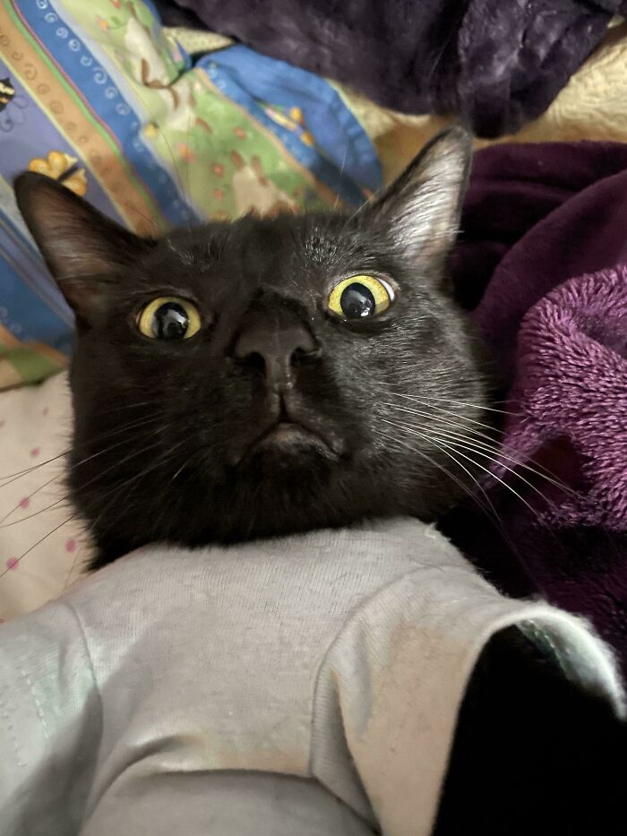 113 Of The Funniest And Most Ridiculous Animal Photos Ever Shared 113 Of The Funniest And Most Ridiculous Animal Photos Ever Shared