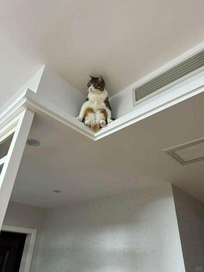 113 Of The Funniest And Most Ridiculous Animal Photos Ever Shared 113 Of The Funniest And Most Ridiculous Animal Photos Ever Shared