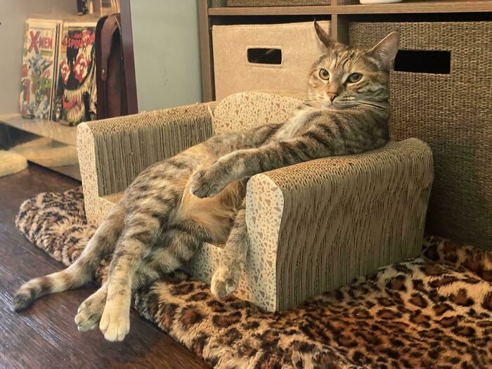 113 Of The Funniest And Most Ridiculous Animal Photos Ever Shared 113 Of The Funniest And Most Ridiculous Animal Photos Ever Shared
