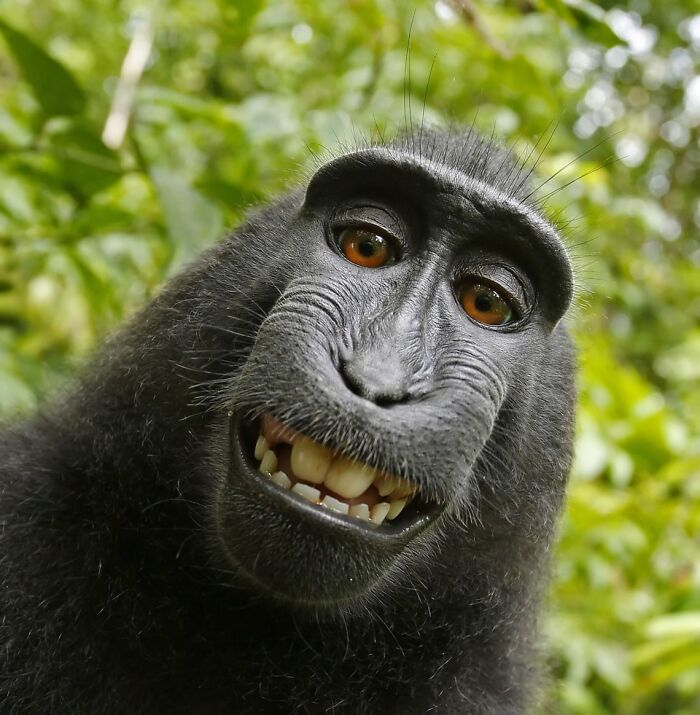 113 Of The Funniest And Most Ridiculous Animal Photos Ever Shared 113 Of The Funniest And Most Ridiculous Animal Photos Ever Shared