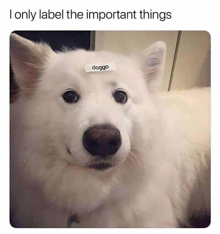 49 Funny Memes Shared By &ldquo;Dog Memes Galore&rdquo; That Pet Owners Might Relate To