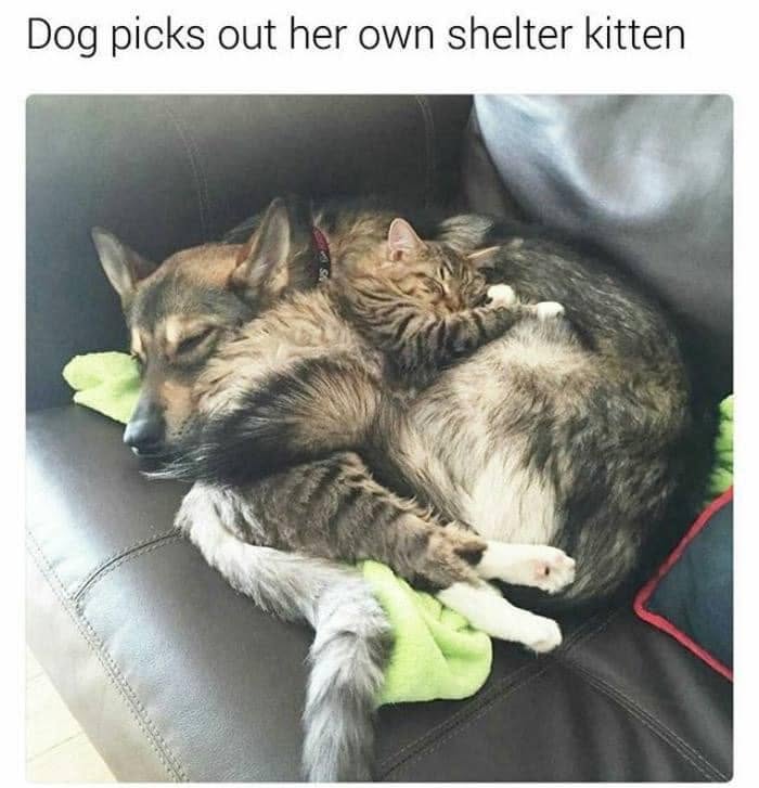 49 Funny Memes Shared By &ldquo;Dog Memes Galore&rdquo; That Pet Owners Might Relate To