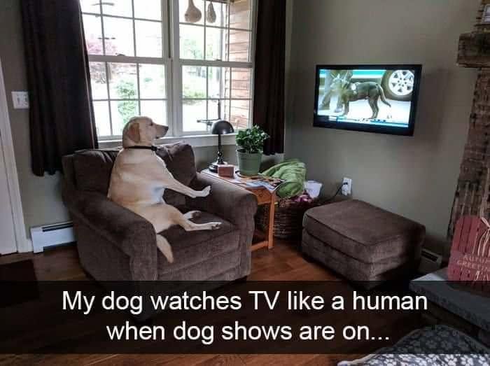 49 Funny Memes Shared By &ldquo;Dog Memes Galore&rdquo; That Pet Owners Might Relate To