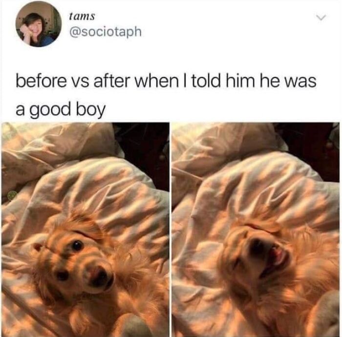 49 Funny Memes Shared By &ldquo;Dog Memes Galore&rdquo; That Pet Owners Might Relate To