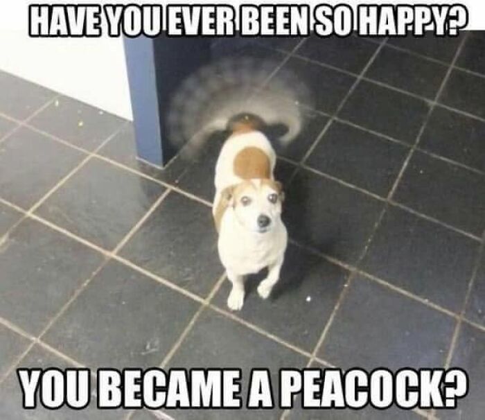 49 Funny Memes Shared By &ldquo;Dog Memes Galore&rdquo; That Pet Owners Might Relate To