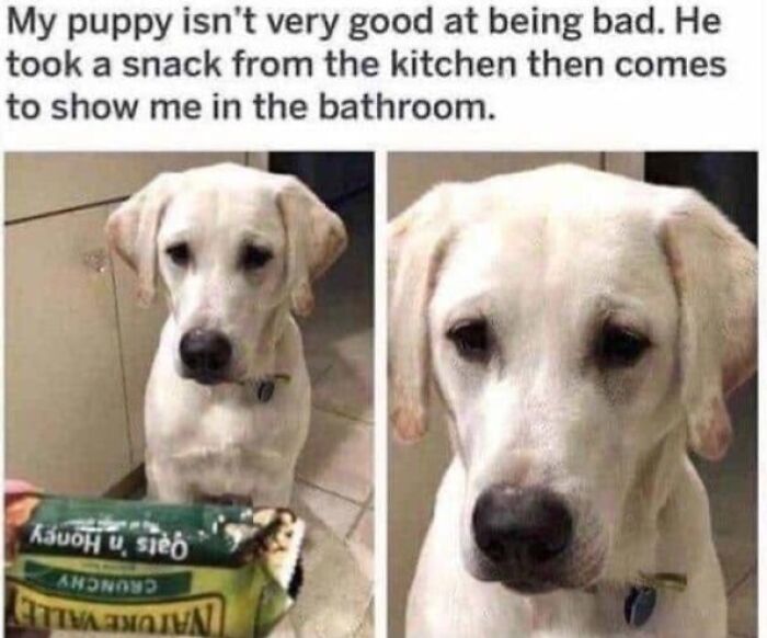 49 Funny Memes Shared By &ldquo;Dog Memes Galore&rdquo; That Pet Owners Might Relate To