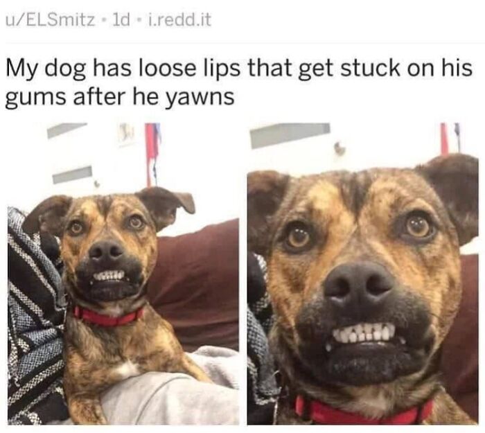49 Funny Memes Shared By &ldquo;Dog Memes Galore&rdquo; That Pet Owners Might Relate To