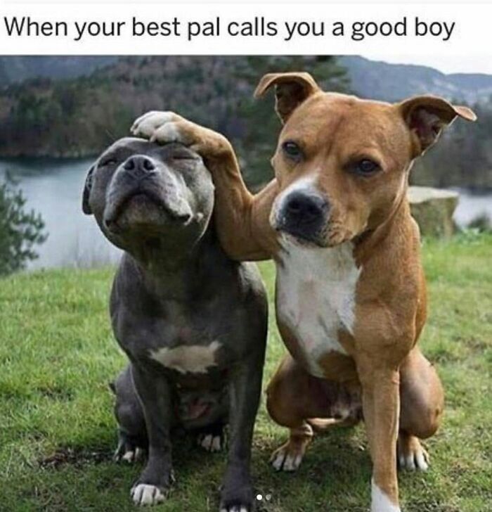 49 Funny Memes Shared By &ldquo;Dog Memes Galore&rdquo; That Pet Owners Might Relate To