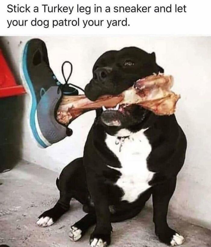 49 Funny Memes Shared By &ldquo;Dog Memes Galore&rdquo; That Pet Owners Might Relate To