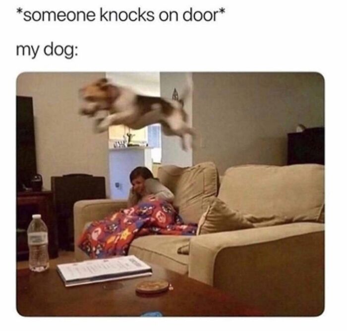 49 Funny Memes Shared By &ldquo;Dog Memes Galore&rdquo; That Pet Owners Might Relate To