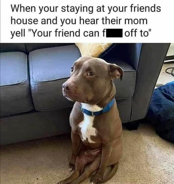 49 Funny Memes Shared By &ldquo;Dog Memes Galore&rdquo; That Pet Owners Might Relate To