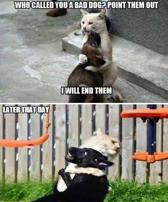 49 Funny Memes Shared By &ldquo;Dog Memes Galore&rdquo; That Pet Owners Might Relate To