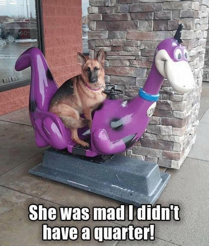 49 Funny Memes Shared By &ldquo;Dog Memes Galore&rdquo; That Pet Owners Might Relate To