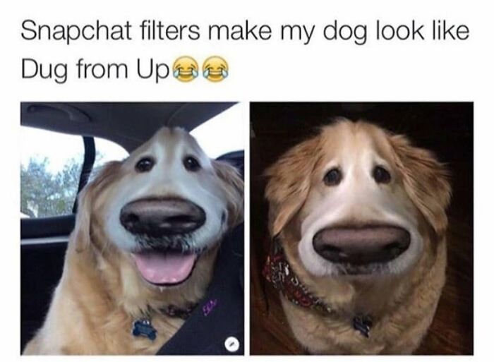 49 Funny Memes Shared By &ldquo;Dog Memes Galore&rdquo; That Pet Owners Might Relate To
