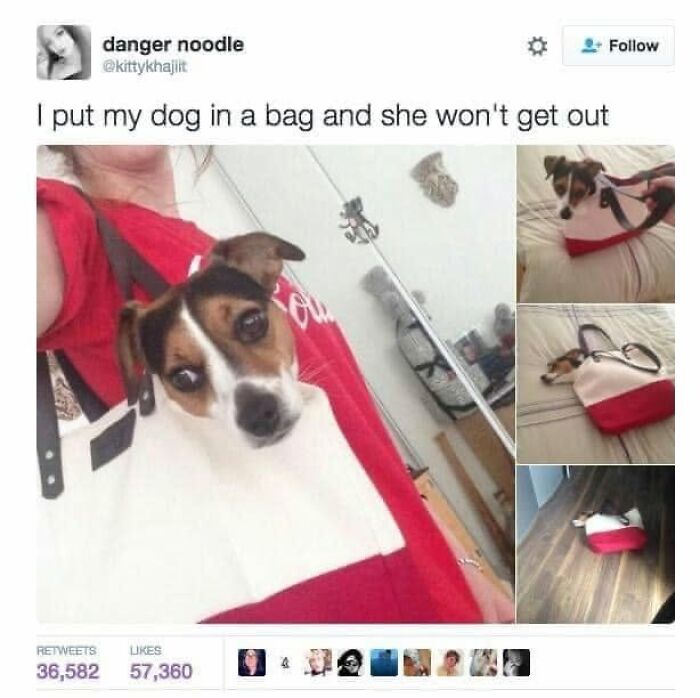 49 Funny Memes Shared By &ldquo;Dog Memes Galore&rdquo; That Pet Owners Might Relate To