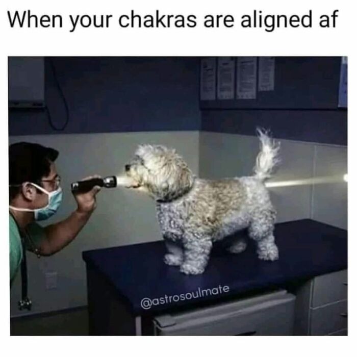 49 Funny Memes Shared By &ldquo;Dog Memes Galore&rdquo; That Pet Owners Might Relate To