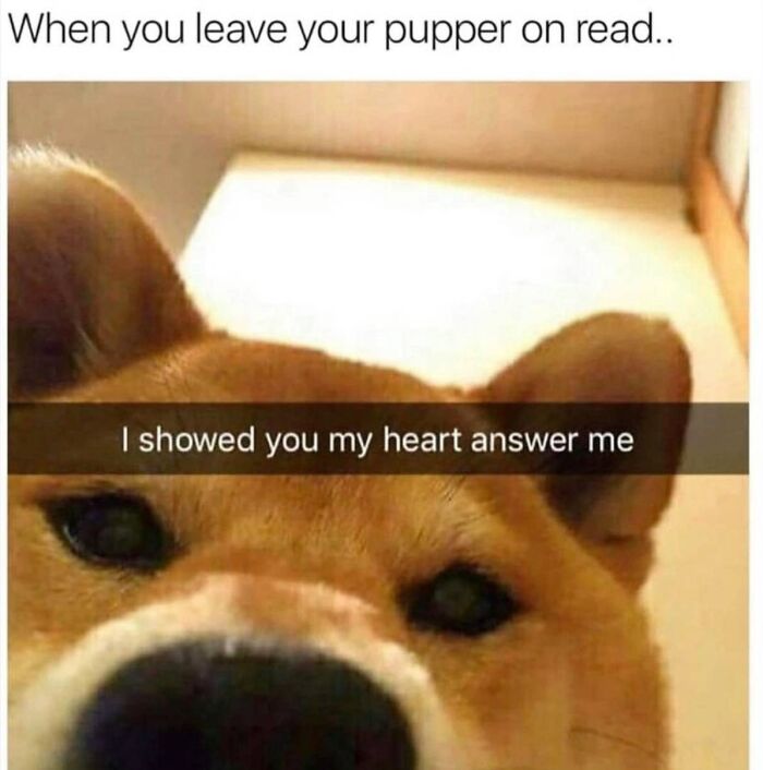 49 Funny Memes Shared By &ldquo;Dog Memes Galore&rdquo; That Pet Owners Might Relate To