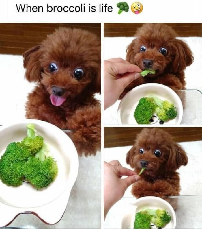 49 Funny Memes Shared By &ldquo;Dog Memes Galore&rdquo; That Pet Owners Might Relate To