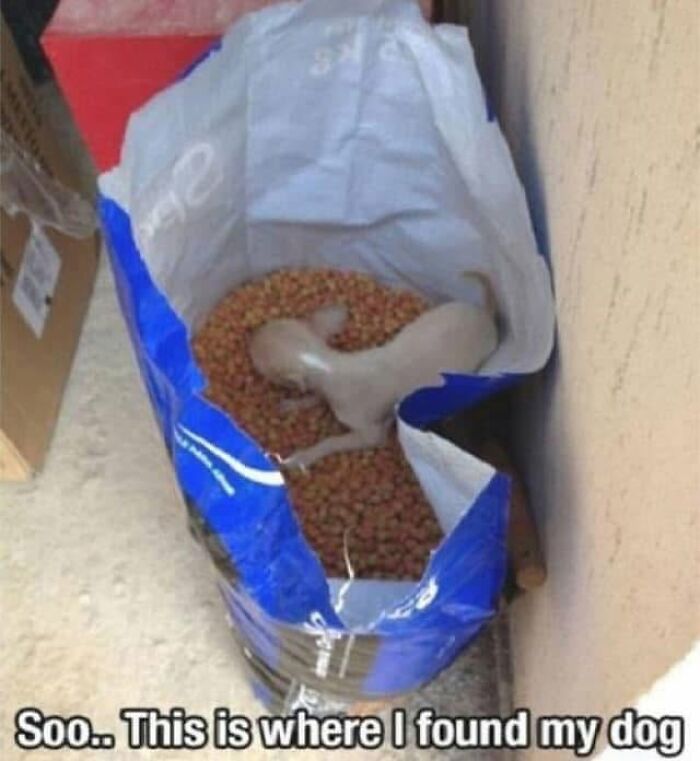 49 Funny Memes Shared By &ldquo;Dog Memes Galore&rdquo; That Pet Owners Might Relate To