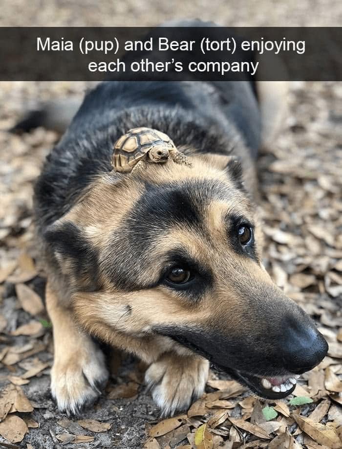 49 Funny Memes Shared By &ldquo;Dog Memes Galore&rdquo; That Pet Owners Might Relate To