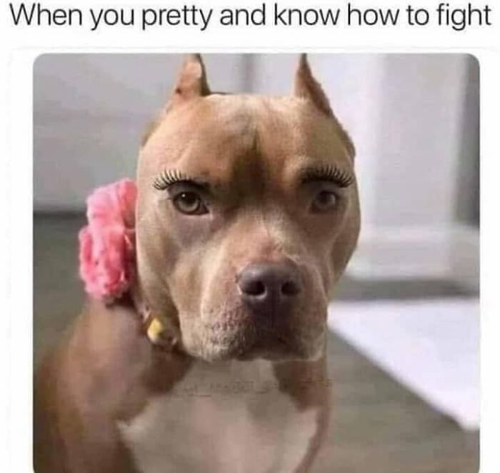 49 Funny Memes Shared By &ldquo;Dog Memes Galore&rdquo; That Pet Owners Might Relate To