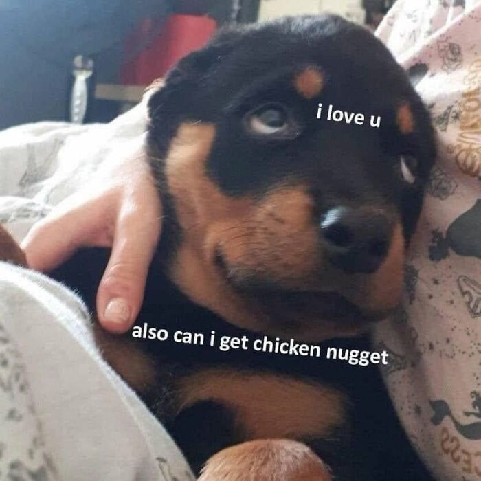 49 Funny Memes Shared By &ldquo;Dog Memes Galore&rdquo; That Pet Owners Might Relate To