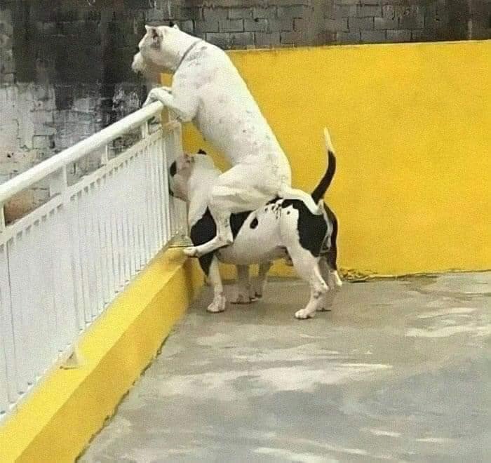 49 Funny Memes Shared By &ldquo;Dog Memes Galore&rdquo; That Pet Owners Might Relate To