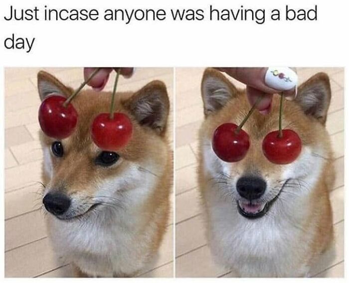 49 Funny Memes Shared By &ldquo;Dog Memes Galore&rdquo; That Pet Owners Might Relate To