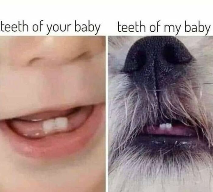 49 Funny Memes Shared By &ldquo;Dog Memes Galore&rdquo; That Pet Owners Might Relate To