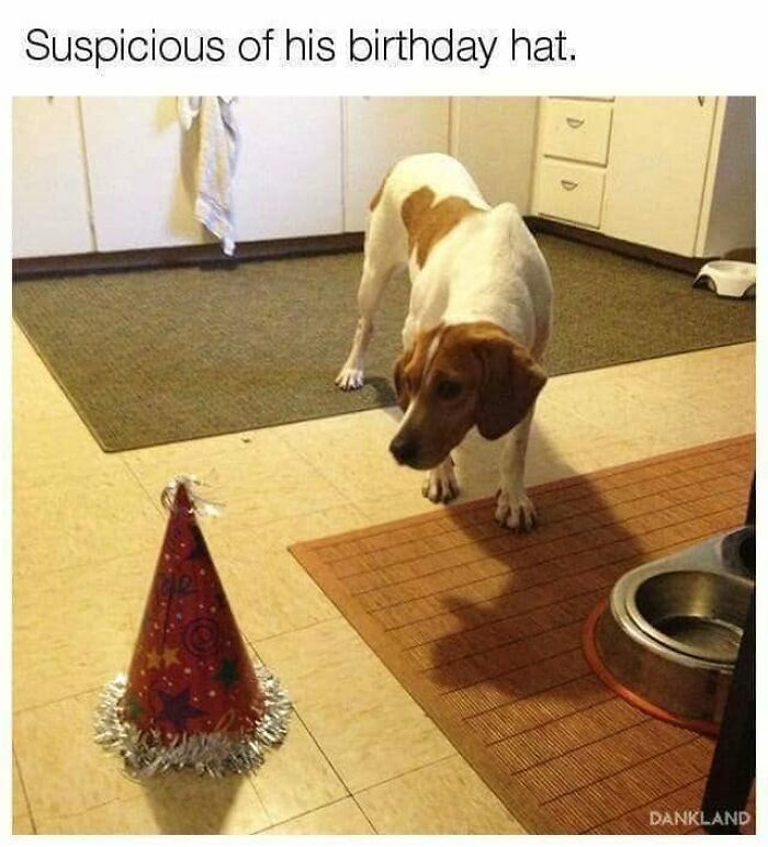 49 Funny Memes Shared By &ldquo;Dog Memes Galore&rdquo; That Pet Owners Might Relate To