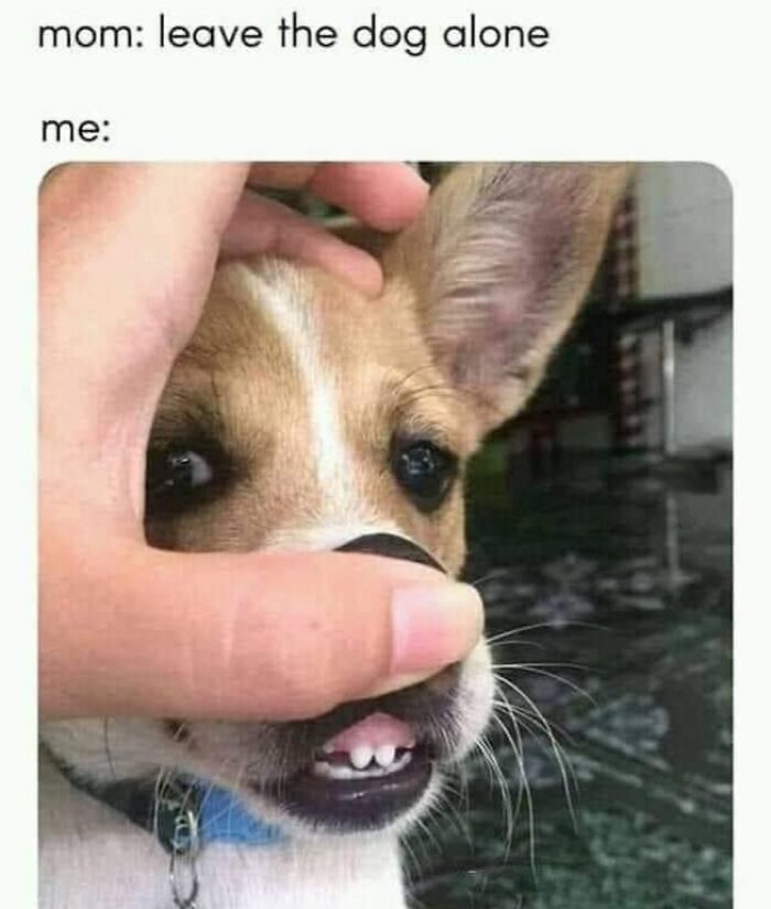 49 Funny Memes Shared By &ldquo;Dog Memes Galore&rdquo; That Pet Owners Might Relate To