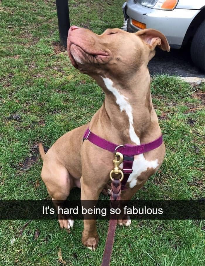 49 Funny Memes Shared By &ldquo;Dog Memes Galore&rdquo; That Pet Owners Might Relate To