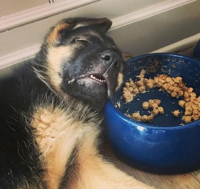 49 Funny Memes Shared By &ldquo;Dog Memes Galore&rdquo; That Pet Owners Might Relate To