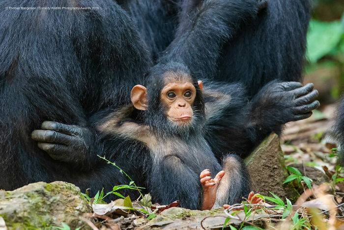 80 Of The Funniest Nikon Comedy Wildlife Awards Finalist Photos From The Past Decade 80 Of The Funniest Nikon Comedy Wildlife Awards Finalist Photos From The Past Decade