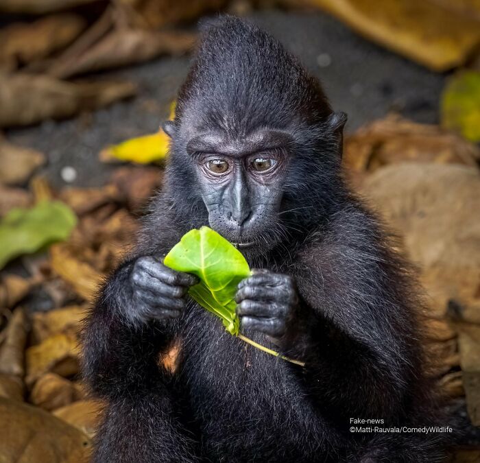 80 Of The Funniest Nikon Comedy Wildlife Awards Finalist Photos From The Past Decade 80 Of The Funniest Nikon Comedy Wildlife Awards Finalist Photos From The Past Decade